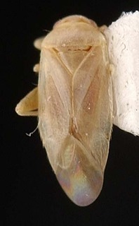 Harpagophylus verticordii, AMNH PBI00087221