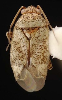 Melaleucoides brevifoliae, AMNH PBI00087236