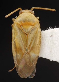 Melaleucoides cassisi, AMNH PBI00087172