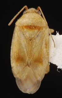 Melaleucoides cassisi, AMNH PBI00087173