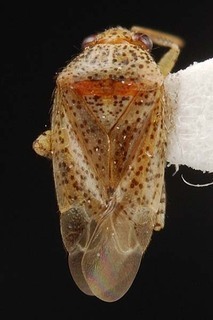 Melaleucoides leuropomae, AMNH PBI00087192