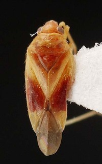 Melaleucoides pileanthicola, AMNH PBI00087215