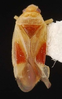 Melaleucoides pileanthicola, AMNH PBI00087216
