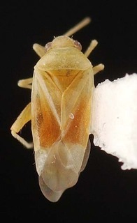 Melaleucoides pileanthicola, AMNH PBI00087219