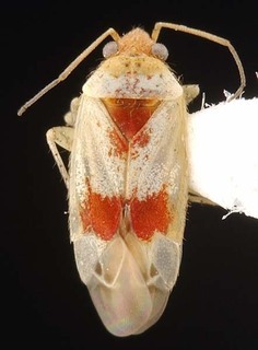 Wallabicoris spyridii, AMNH PBI00087162