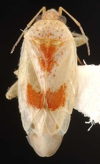 Wallabicoris spyridii, AMNH PBI00087163