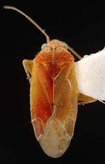 Wallabicoris spyridii, AMNH PBI00087235
