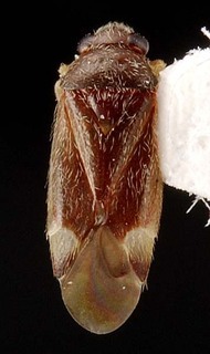 Xiphoidellus furvus, AMNH PBI00087150