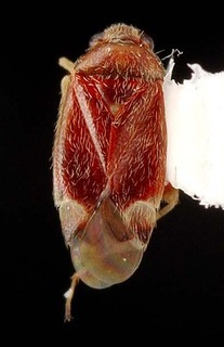 Xiphoidellus furvus, AMNH PBI00087151