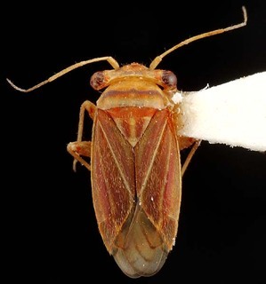 Dilatops fici, AMNH PBI00087335