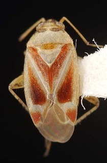 Melaleucoides annae, AMNH PBI00087300