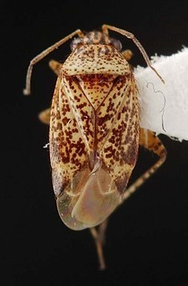 Melaleucoides beaufortiae, AMNH PBI00087247