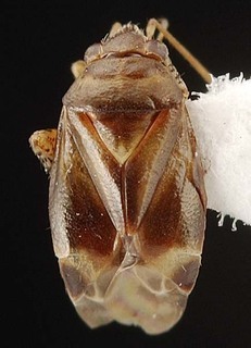 Melaleucoides raphiophyllae, AMNH PBI00087265