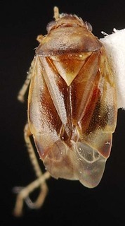 Melaleucoides raphiophyllae, AMNH PBI00087266