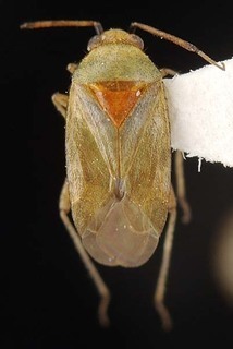 Melaleucoides sheathianae, AMNH PBI00087301