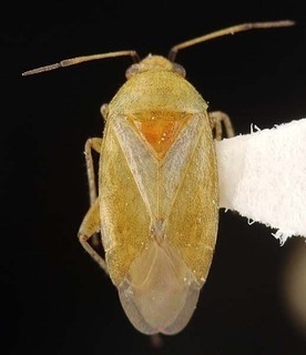 Melaleucoides sheathianae, AMNH PBI00087302
