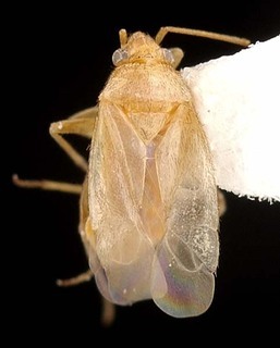 Melaleucoides sheathianae, AMNH PBI00087308