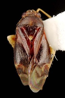 Xiphoidellus furvus, AMNH PBI00087330