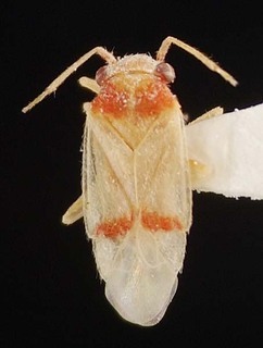 Aloea samueli, AMNH PBI00095289