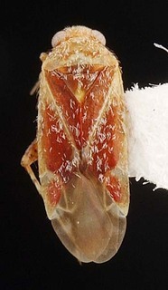 Ancoraphylus auski, AMNH PBI00087354