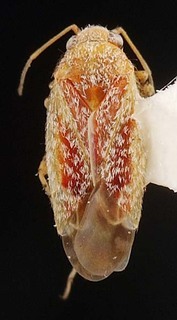 Ancoraphylus auski, AMNH PBI00087355