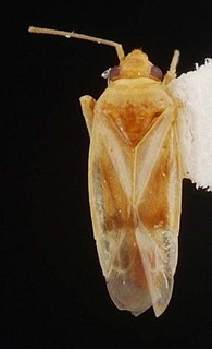 Melaleucoides akaina, AMNH PBI00087347