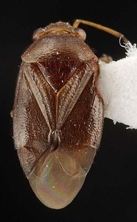 Melaleucoides castanea, AMNH PBI00087372