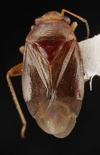 Melaleucoides castanea, AMNH PBI00087373