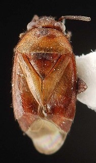 Melaleucoides systenae, AMNH PBI00087405