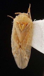 Polyozus tridens, AMNH PBI00087403