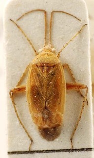 Alloeotarsus vitellinus, AMNH PBI00095408
