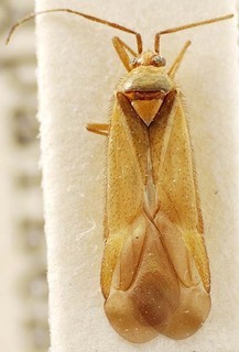 Euschistus servus, AMNH PBI00095402