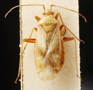 Euschistus servus, AMNH PBI00095403