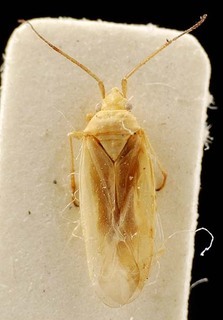 Euschistus servus, AMNH PBI00095406