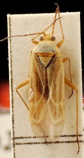 Euschistus servus, AMNH PBI00095411