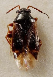 Pherolepis aenescens, AMNH PBI00095315