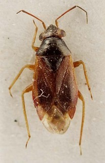 Pherolepis amplus, AMNH PBI00095318