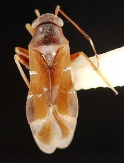 Pilophorus brunneus, AMNH PBI00095372