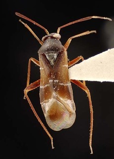 Pilophorus clavatus, AMNH PBI00095378