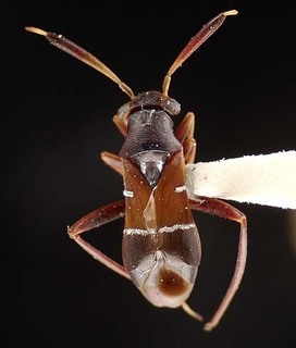 Pilophorus concolor, AMNH PBI00095382