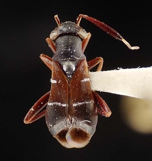 Pilophorus concolor, AMNH PBI00095383