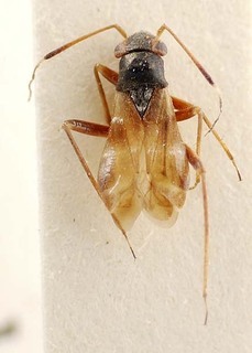Pilophorus confusus, AMNH PBI00095384