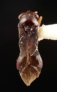 Pilophorus dailanh, AMNH PBI00095388