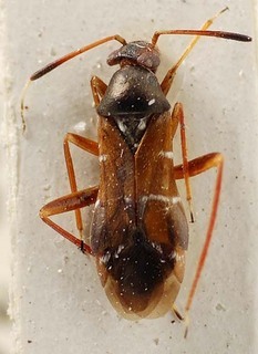 Pilophorus erraticus, AMNH PBI00095396