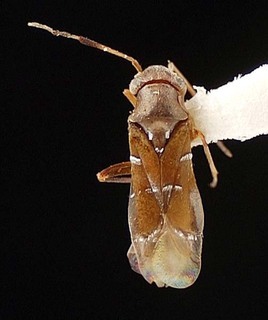 Pilophorus exiguus, AMNH PBI00095397