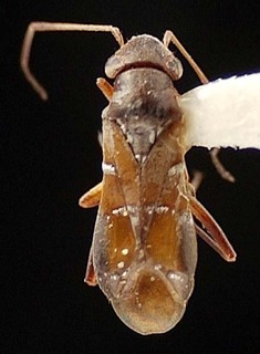 Pilophorus exiguus, AMNH PBI00095398