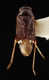 Sejanus serrulatus, AMNH PBI00095345
