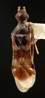Trichocephalocapsus albofasciatus, AMNH PBI00095348