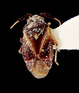 Atractotomus acaciae, AMNH PBI00095467