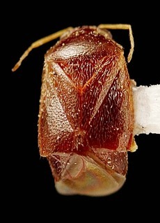 Atractotomus agrifoliae, AMNH PBI00095468